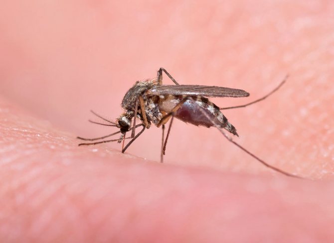 Сколько комары живут после укуса человека?