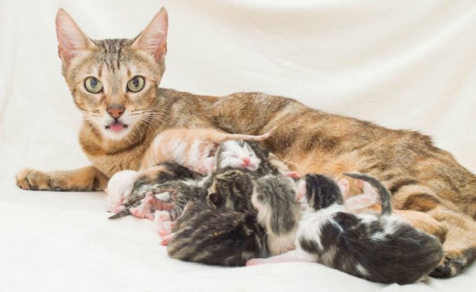 Сколько кошки вынашивают котят развитие детенышей и влияние породы на сроки беременности