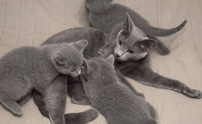 Сколько кошки вынашивают котят развитие детенышей и влияние породы на сроки беременности