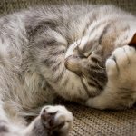 Сколько спят кошки в сутки?