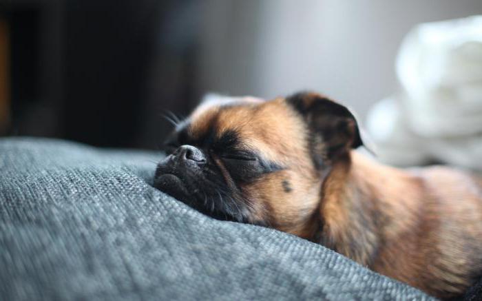 сколько спят собаки в сутки терьер
