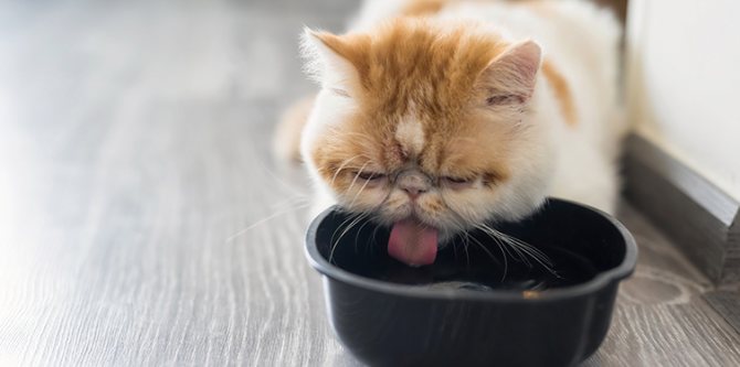 Сколько воды должна пить кошка в сутки в зависимости от температуры воздуха