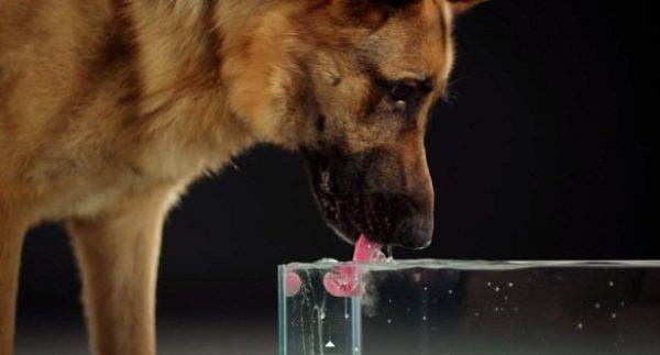 Сколько воды должна пить собака
