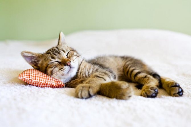Сколько времени кошка спит в сутки