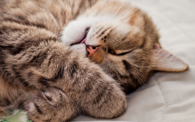Сколько времени кошка спит в сутки