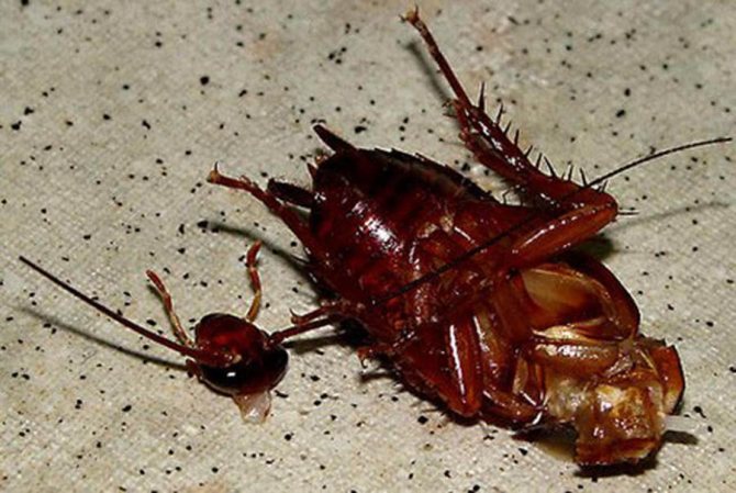 Сколько живет таракан без головы