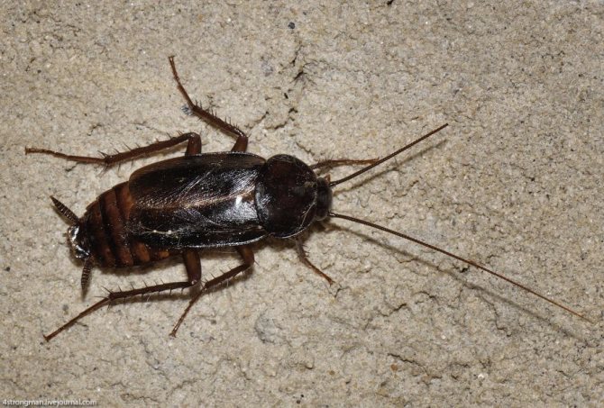 сколько живут американские тараканы