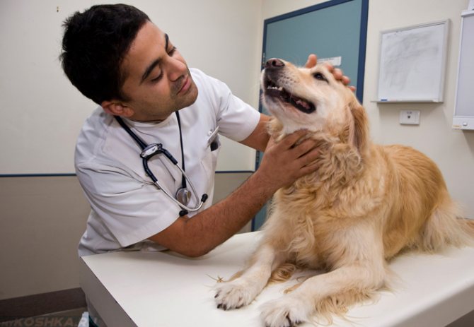 Слабость нервной системы - одна из причин неадекватной реакции собаки на людей