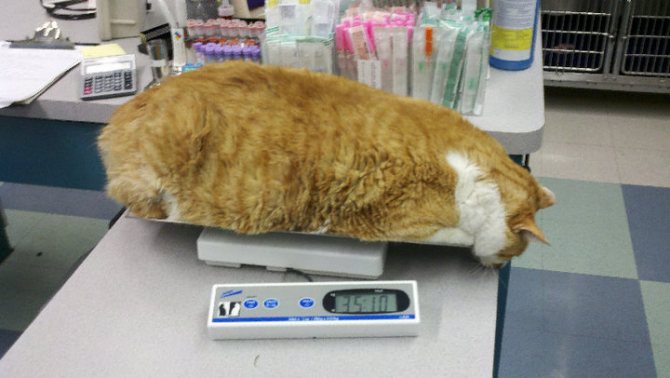 Следить за здоровьем кота позволяет периодический контроль его веса
