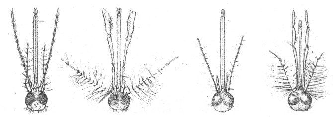 Слева направо: головы самки и самца обычного, не малярийного, комара, головы самки и самца малярийного комара