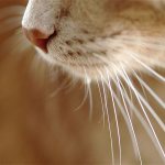 Сломанные усы у котенка - в чем причина