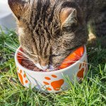 Смешанное питание для кошек