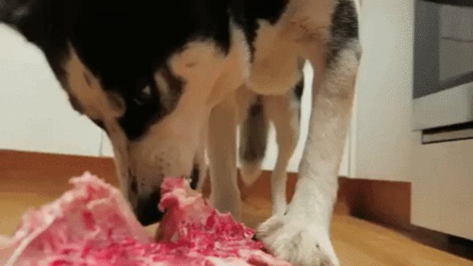 Собака ест говядину