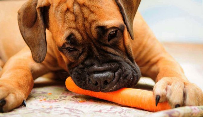 Собака ест морковь