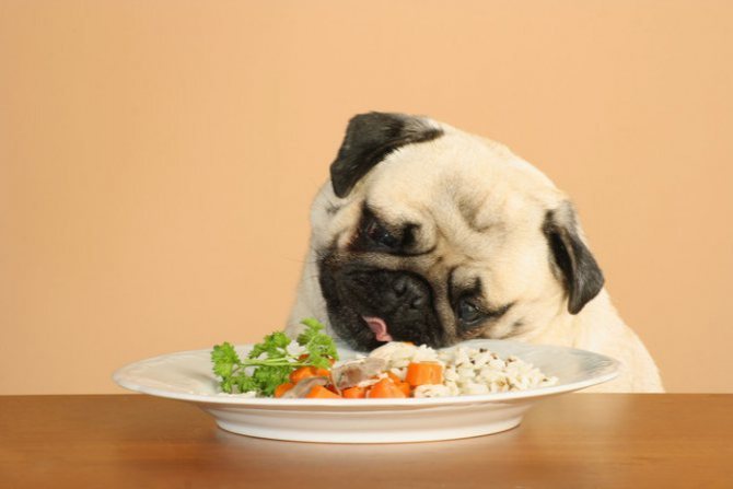 Собака ест рис