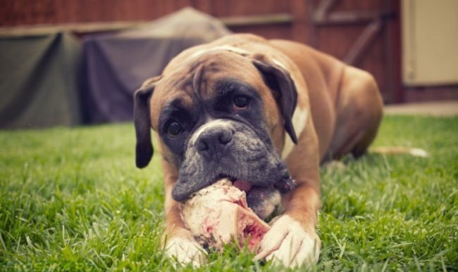 Собака грызущая кость на траве