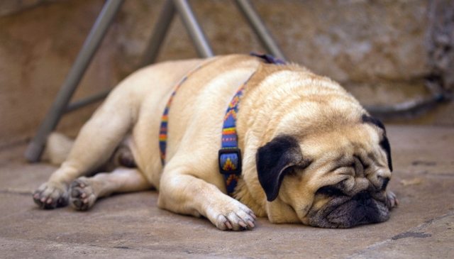 Собака храпит - причины, симптомы заболеваний и как с этим бороться