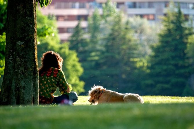 Собака и хозяйка отдыхают в парке на траве фото