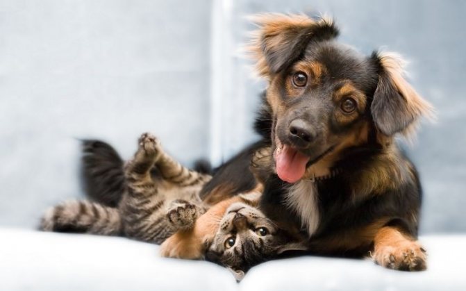 Собака и кот дружат