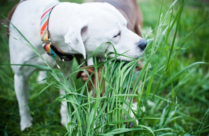 Собака лакомится высокой травой на прогулке
