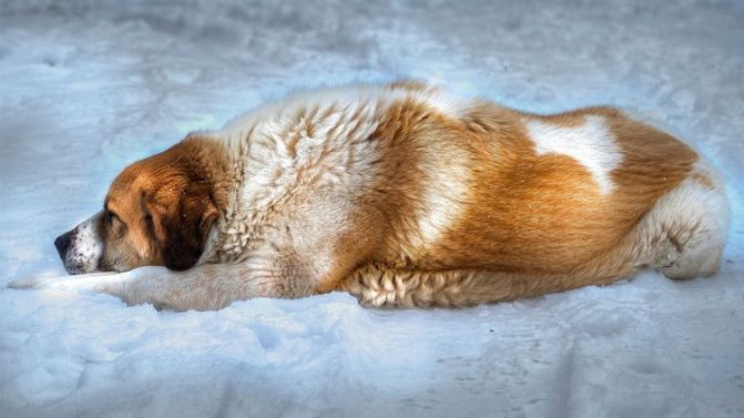 Собака лежит на снегу