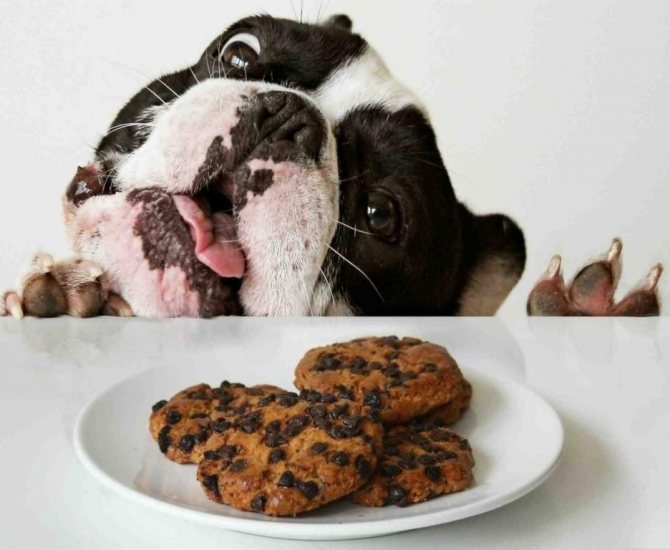 собака любит печенье