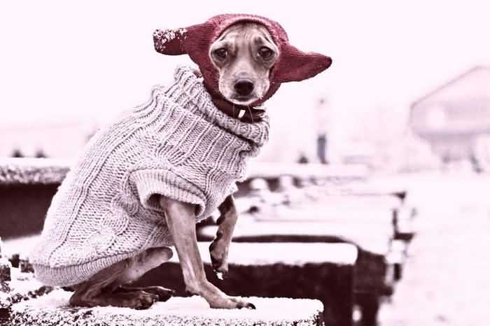 собака мерзнет в свитере