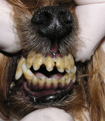 собака начинает терять зубы