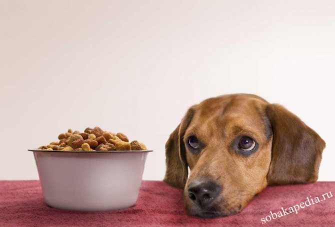 Собака отказывается от еды — ищем и устраняем причину