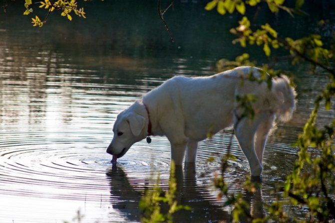 Собака пьет из озера