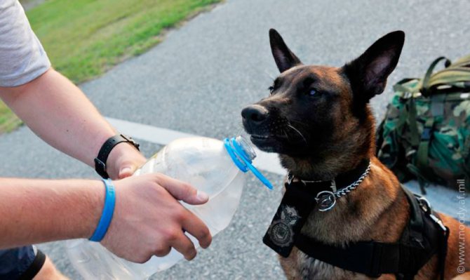 Собака пьет воду из бутылки