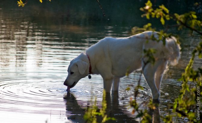 Собака пьет воду из озера