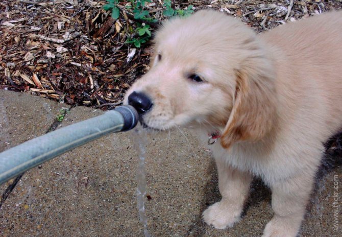 Собака пьет воду из шланга