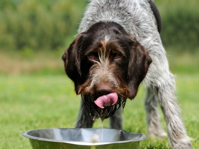 собака пьет воду