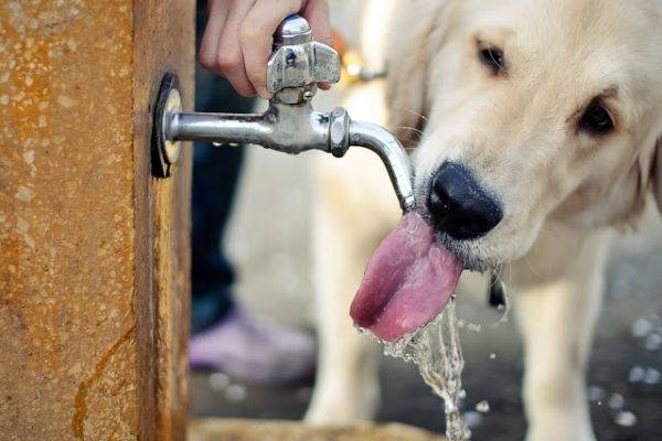 собака пьёт воду
