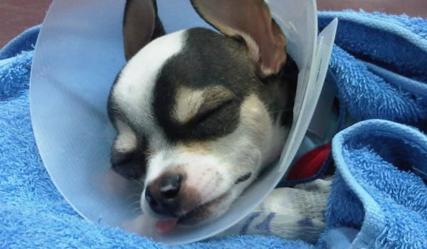 Собака под наркозом после операции