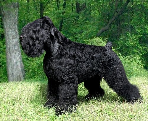 Собака породы русский черный терьер
