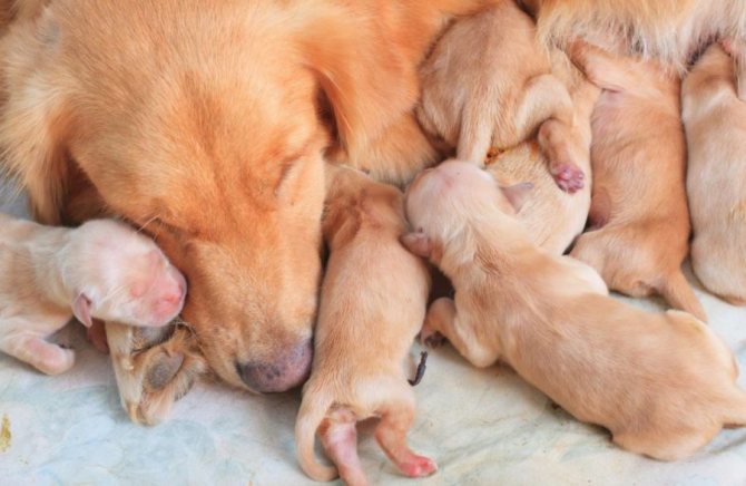 собака с новорожденными щенками