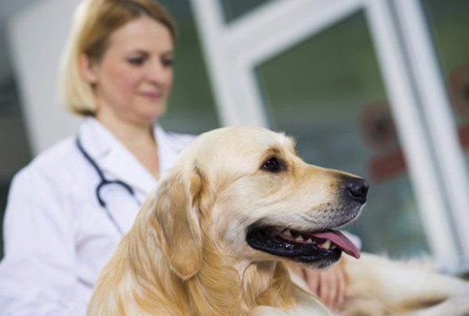 Собака с вагинитом у ветеринара