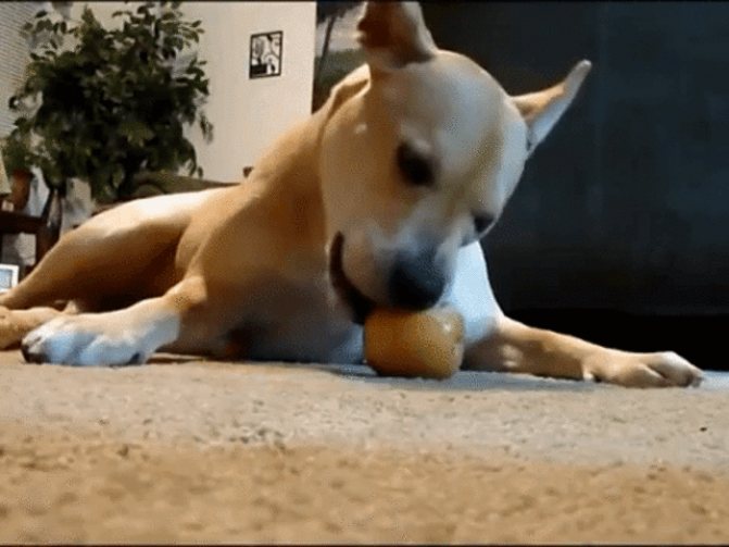 Собака с яблоком