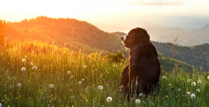 Собака в горах на закате фото