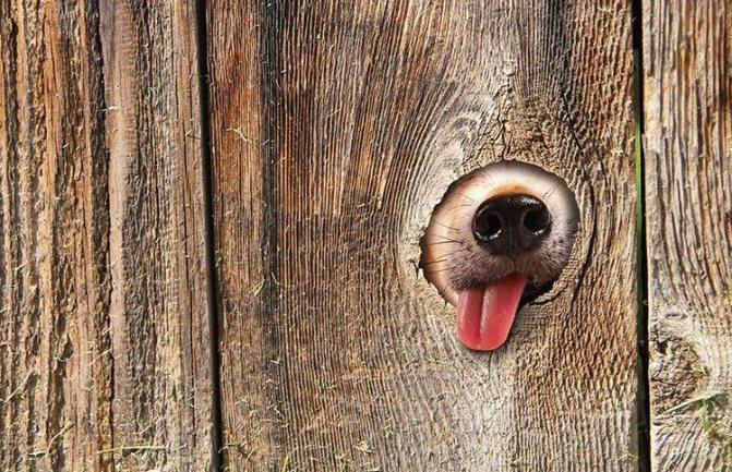 Собака высунула язык в щель в заборе