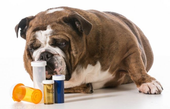 Собаке дают лекарства