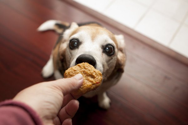 Собаке дают печенье