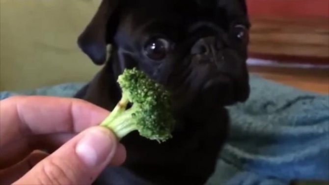 собаке нельзя давать брокколи