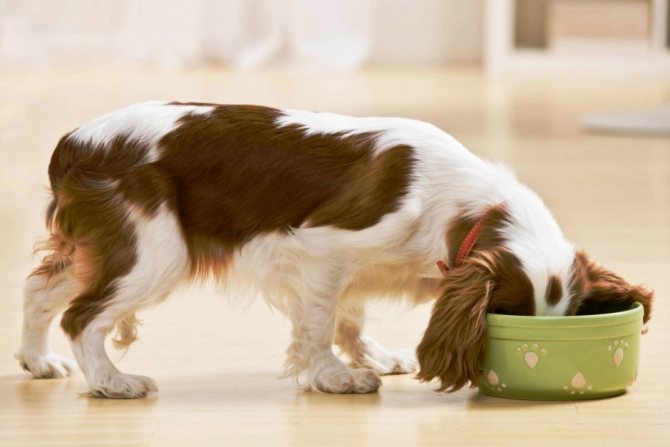 Собаку, переболевшую пироплазмозом, необходимо обеспечить диетическим питанием