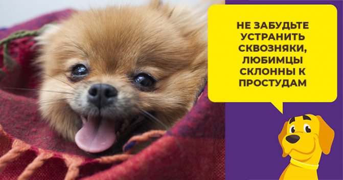 Содержание померанского шпица: как вырастить здорового и красивого пса