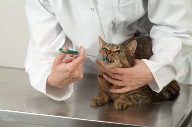Состав препарата Гепатовет для кошки: способ применения гепатопротекторов