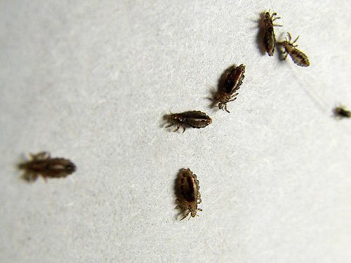 Современные инсектициды быстро парализуют вшей и в итоге убивают их
