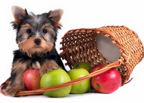 список сладких продуктов собаке